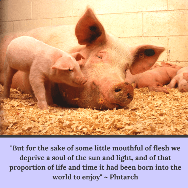 Plutarch quote_pic_it