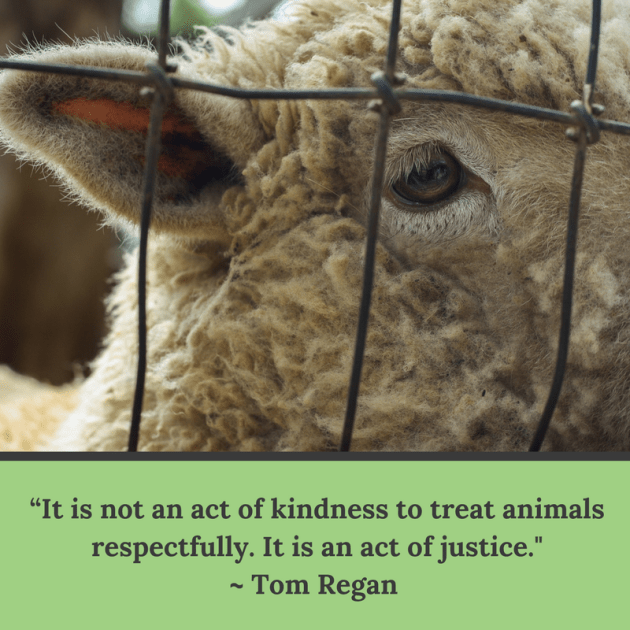 It is not an act of kindness_Tom Regan_Photo